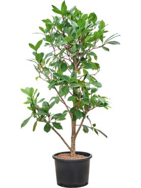 Ficus cyathistipula Vertakt