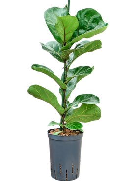 Ficus lyrata \'Bambino\' 1pp