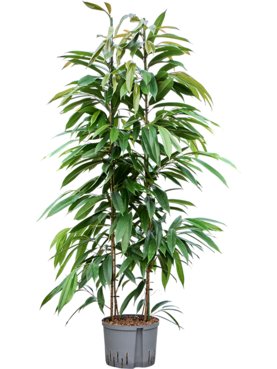 Ficus binnendijkii \'Amstel King\' 2pp