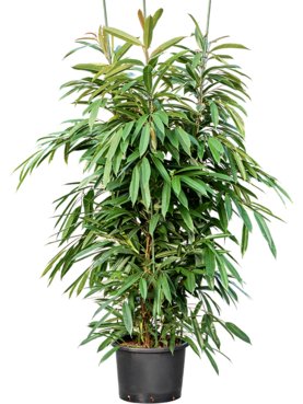 Ficus binnendijkii \'Amstel King\' 3pp