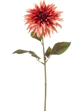Dahlia Old Pink