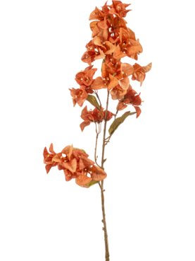 Bougainvillea Orange
