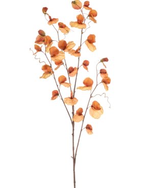 Lathyrus Dark Orange