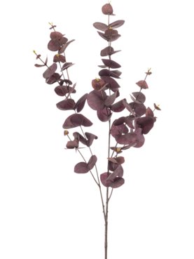 Eucalyptus Burgundy