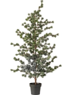 Cedar Pine In Pot (Knock Down)