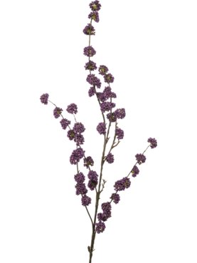 Callicarpa Purple