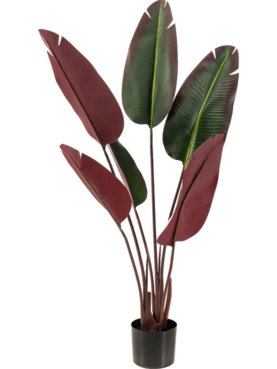 Strelitzia Burgundy (Knock Down)