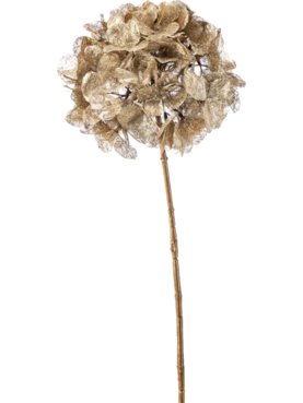 Hydrangea Gold