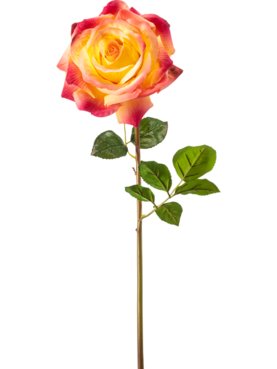 Rose Chloe Beauty/Yellow RT