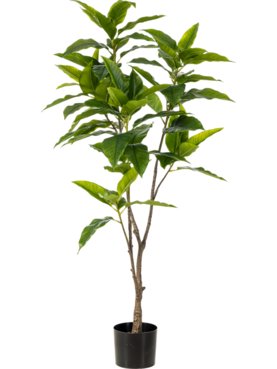 Ficus Longifolia