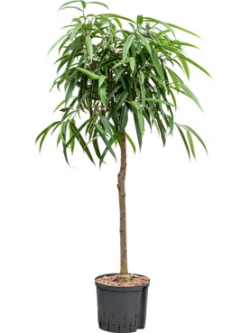 Ficus binnendijkii \'Alii\' Stam
