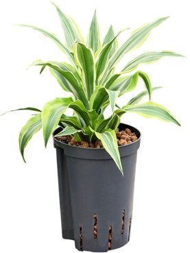 Dracaena fragrans \'Surprise\' Kop