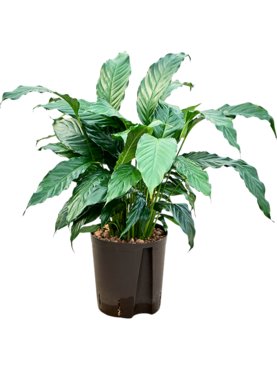 Spathiphyllum \'Hybriden\'