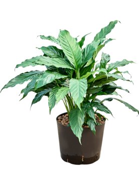 Spathiphyllum \'Hybriden\'