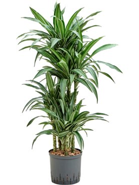 Dracaena fragrans \'Ulises\' 60-Carrousel