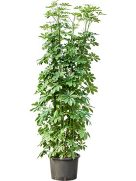 Schefflera arboricola Compacta Toef 8pp
