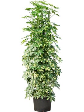 Schefflera arboricola \'Gold Capella\' Toef 8pp