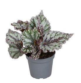 Begonia Rex \'Spirit of Sumatra\'