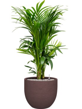 Kentia (Howea) forsteriana in Terreno Grond (Vulkastrat)