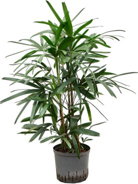 Rhapis excelsa Toef