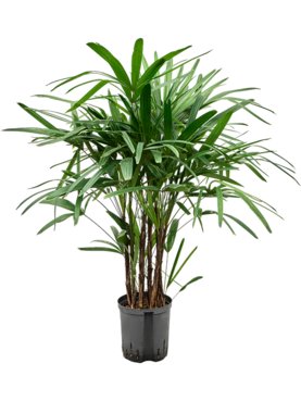 Rhapis excelsa Toef