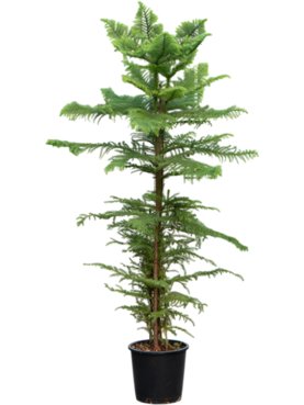 Araucaria heterophylla Toef