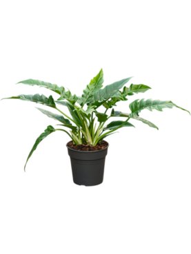 Philodendron \'Narrow\' Bush