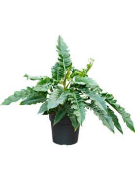 Philodendron \'Narrow\' Bush