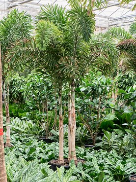 Wodyetia bifurcata Stam 2-3pp