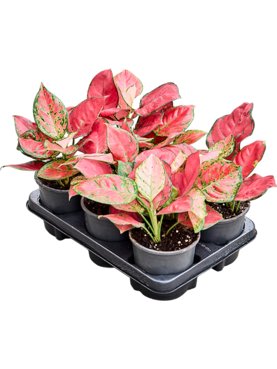 Aglaonema \'Lichee Red\' 6/tray Toef