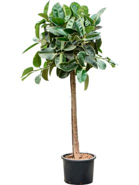 Ficus elastica \'Robusta\' Stam