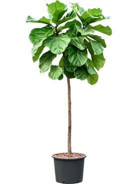 Ficus lyrata Stam