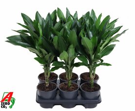 Dracaena fragrans \'Janet Lind\' 15