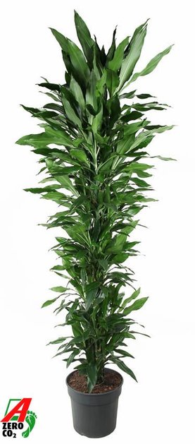 Dracaena fragrans \'Janet Lind\' Vertakt-multi