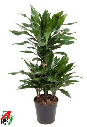 Dracaena fragrans \'Janet Lind\' 45-Carrousel