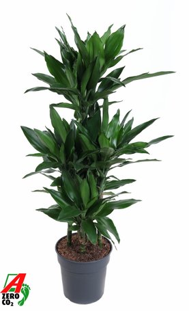 Dracaena fragrans \'Janet Lind\' 60-Carrousel