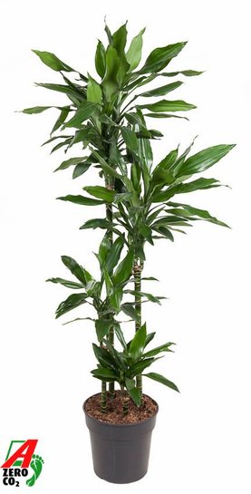 Dracaena fragrans \'Janet Lind\' 90-60-30-15