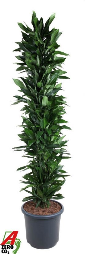 Dracaena fragrans \'Janet Lind\' Vertakt-multi