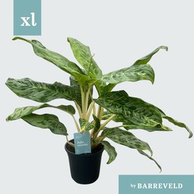 Aglaonema \'Peacock\'