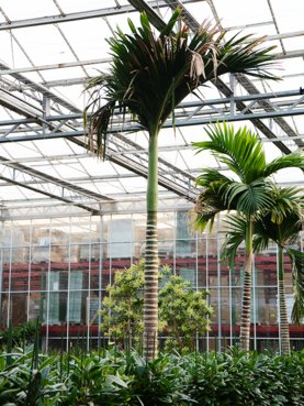 Areca catechu dwarf Stam