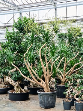Dracaena draco (200/250) Stam vertakt