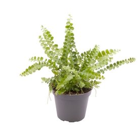 Nephrolepis cordifolia \'Duffii\'