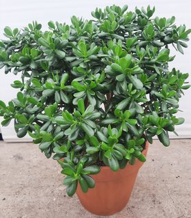 Crassula ovata
