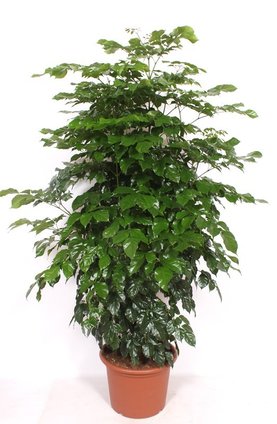 Radermachera sinica Bush