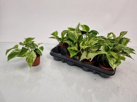 Epipremnum pinnatum \'Marble Queen\'