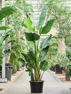 Strelitzia nicolai (350-400) -