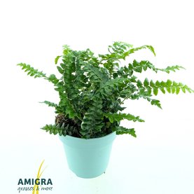 Polystichum polyblepharum