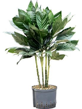 Chamaedorea metallica Toef (Bims)