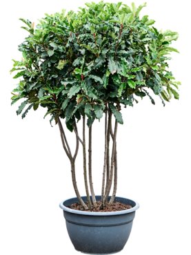 Photinia serratifolia \'Crunchy\' (180-220) Vertakt