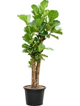 Ficus lyrata Stam vertakt